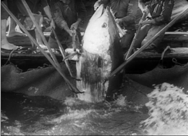 stromboli2.jpg stromboli2.jpg